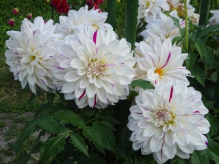 �X�m�[�p���[�h